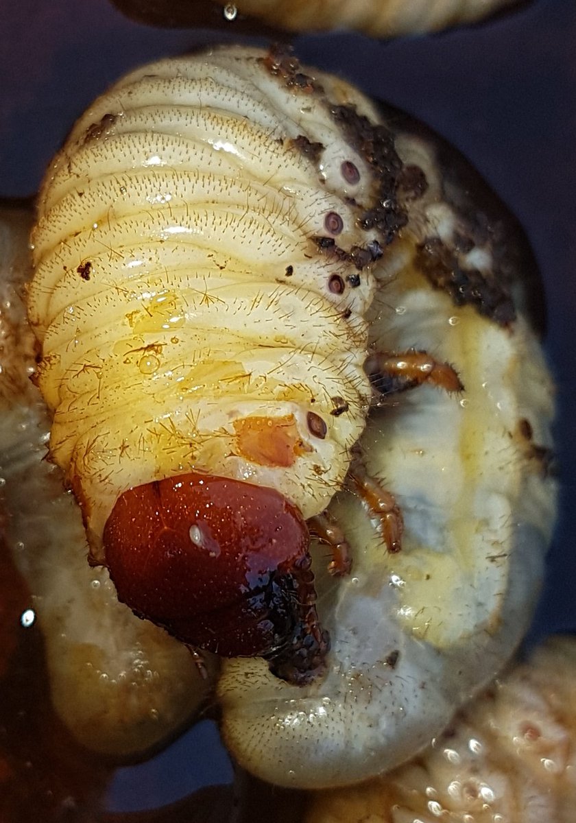 SoltColt's tweet image. It's Magnificent! Unfortunately we found them dead in a tree felled by the wind. They are still beaut!