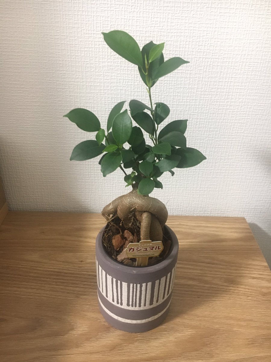 ガジュマル日記 Gajyumaru6 Twitter ガジュマル日記 Gajyumaru6 Twitter