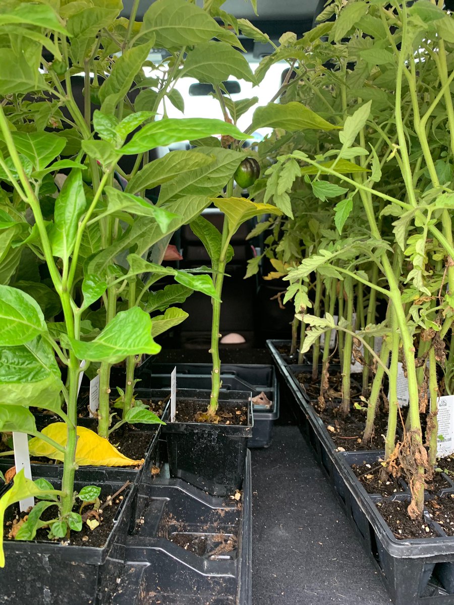 Community Garden Volunteers Needed! Eco Club is looking for 4-5 volunteers to help shovel soil and plant vegetables on Monday, July 27 from 9-12. Volunteers should bring their own masks, gloves, shovels and water bottles. Contact Erin Lasky if interested!! laskye@scolonie.org