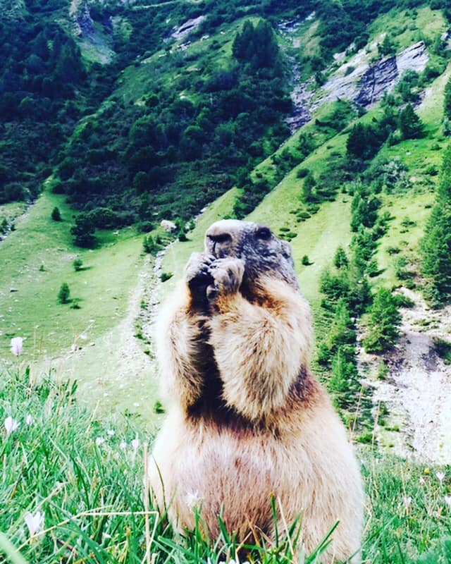 PODCASTS ANIMALIERS #kidsfriendly
Wild le podcast, ce sont de géniaux reportages sonores animaliers pondus par Ambre Gaudet pour faire découvrir à nos #kids la vie fascinante des bêtes à travers 12 épisodes intéractifs dédiés à la nature &amp; au monde animal. leparisdeslardons.fr/wild-podcast/