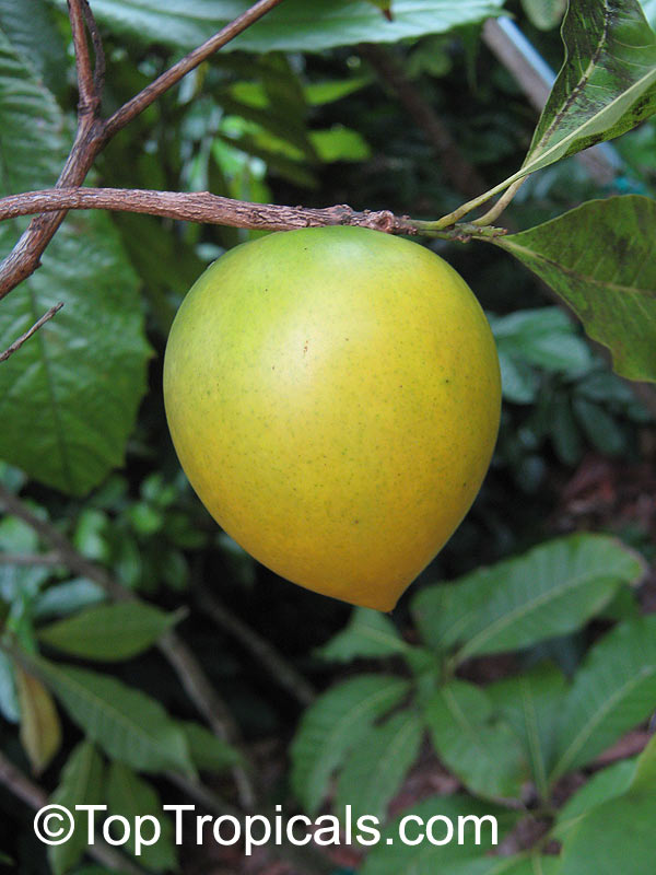 toptropicals's tweet photo. #Pouteria caimito- Abiu, Harvest Moon #Sapote is fantastic tropical fruit. Size of medium apple,bright yellow when ripe. Flesh is jelly-like, very juicy, sweet, acid-free, surrounded by somewhat hard thick skin.
https://t.co/DoUkhhTLhb
#tropicalplants
#exoticfruits
#TuesdayTreat https://t.co/re62JcKL2h
