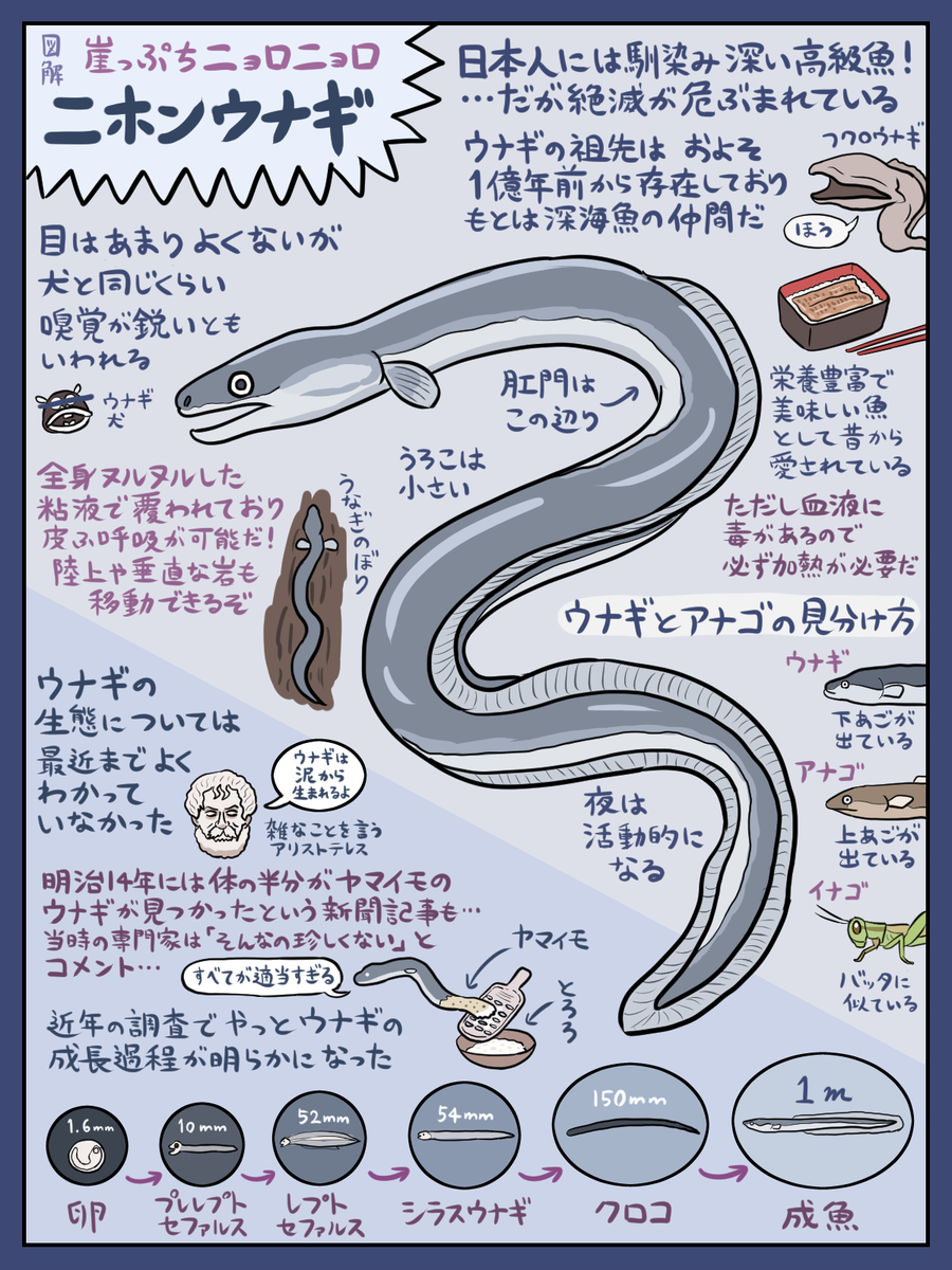 世間的には土用の丑の日らしいので恒例のウナギ図解を貼っておくか…(『図解なんかへんな生きもの』より)。描いたのは数年前ですが、残念ながらウナギをめぐる状況にはあまり改善がないようなので、心ある人間どもの皆様はウナギへの蒙を啓いてください。どうぶつの森でも絶滅したっぽいし… 