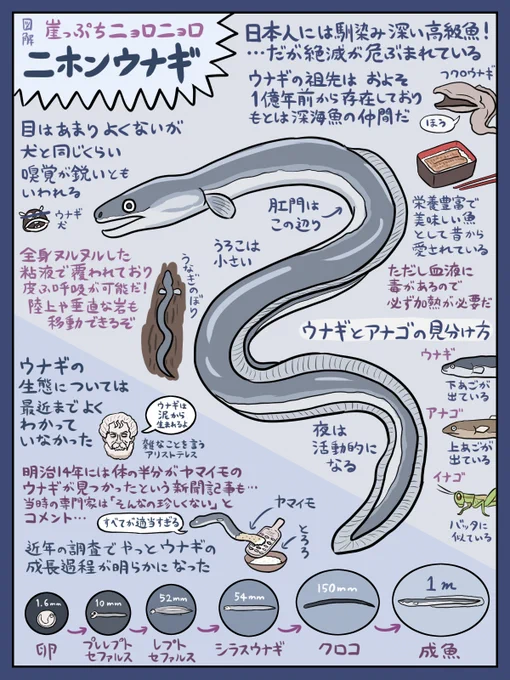 世間的には土用の丑の日らしいので恒例のウナギ図解を貼っておくか…(『図解なんかへんな生きもの』より)。描いたのは数年前ですが、残念ながらウナギをめぐる状況にはあまり改善がないようなので、心ある人間どもの皆様はウナギへの蒙を啓いてください。どうぶつの森でも絶滅したっぽいし… 