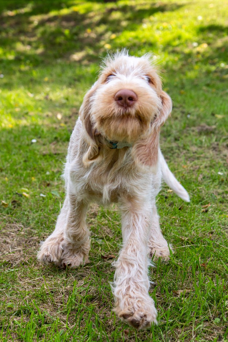 DogsBGood's tweet photo. When you cheering up pull a face #mrjangles #dogstrainer https://t.co/x7CenpO0Fj