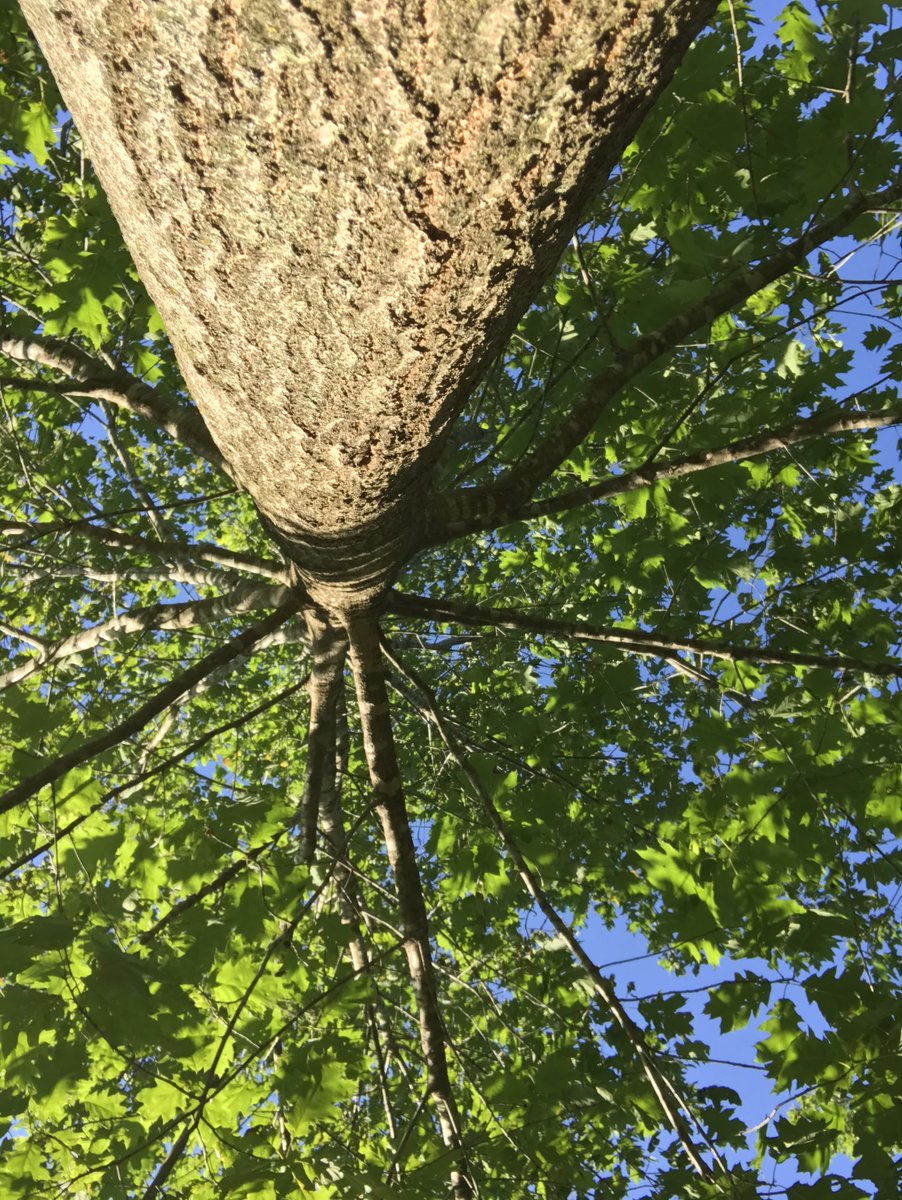 Look up - new higher views! #TFCsnaps #conservation #GetOutside <a href="/TreesforCities/">Trees for Cities</a>
