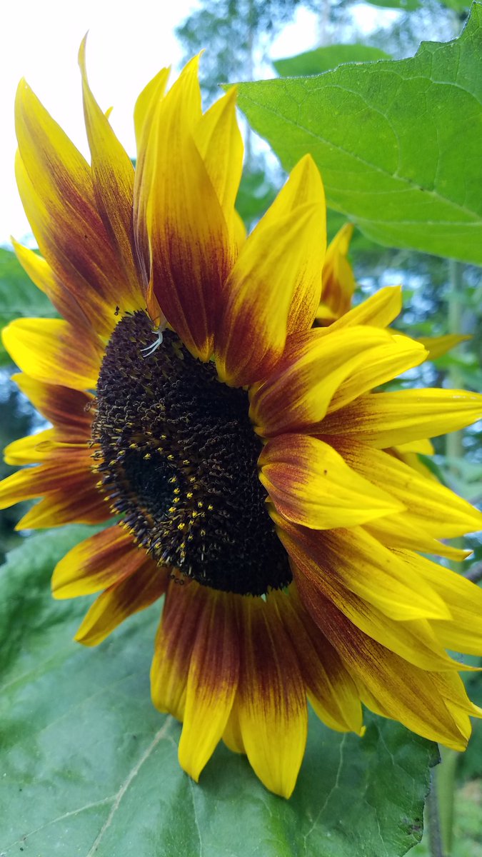 #SayHelloToMyLittleFriend ♡ #CrabSpider ♡ #FlowerPower