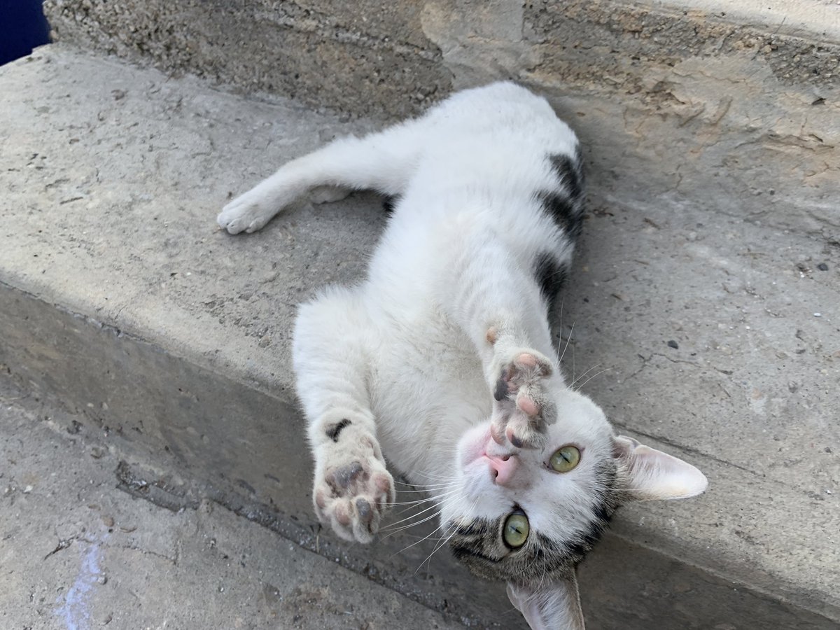 Winston was waiting for me at the back door this morning.