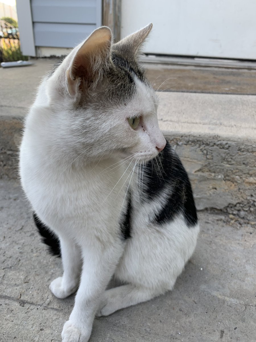 Winston was waiting for me at the back door this morning.