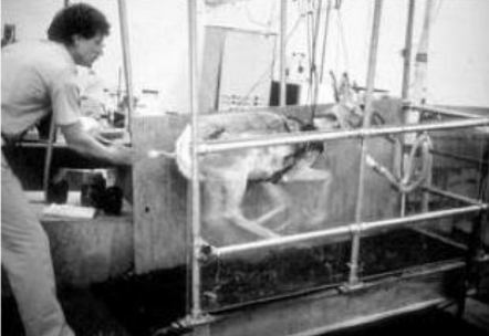 Joe_Eisenmann's tweet photo. Sustained High-Performance Power
The pronghorn antelope can run 11 km in 10 min at an average speed of 65 km/hr.
A unique blend of 🔼muscular efficiency (low cost of transport) & O2 supply
From Running energetics in the pronghorn antelope. Nature, 1991
#LoperPerformance https://t.co/CV6xG2RUCG
