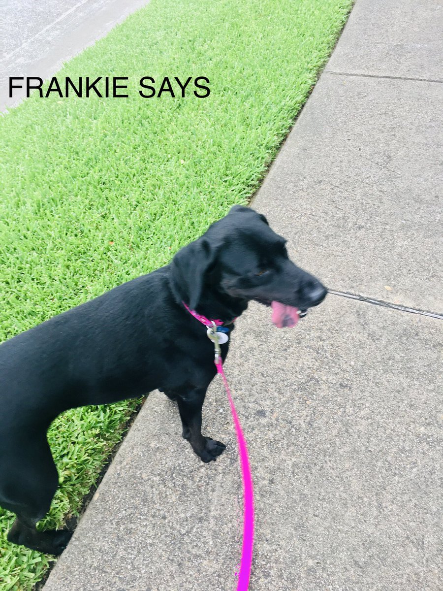 tswellness_org's tweet photo. Frankie says beat the COVID Blues by taking a nice walk outside #Frankiesays https://t.co/E6toQF0HSU