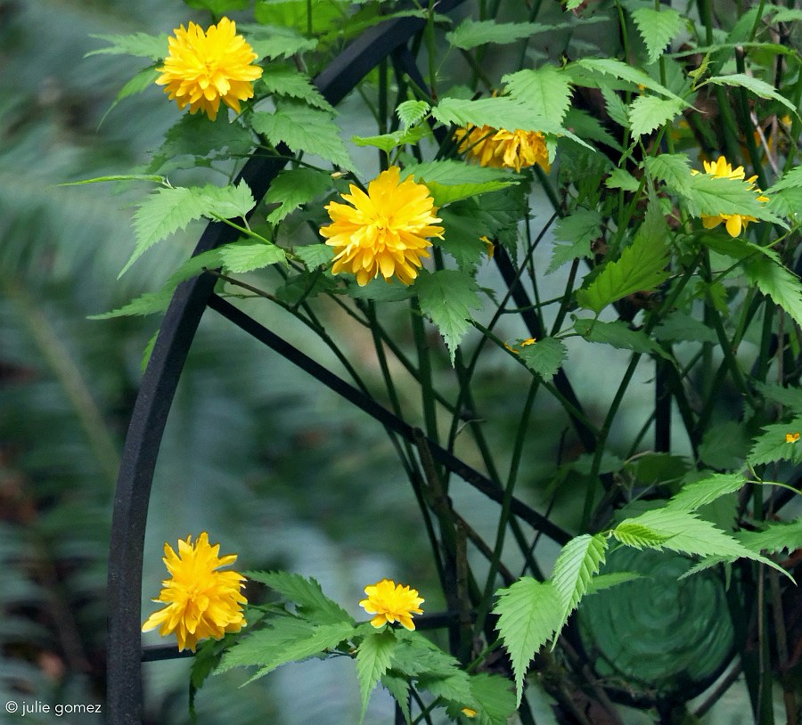 naturechronicle's tweet photo. outside the window
on a partly cloudy day
sunny pom-poms bloom
#haiku #JapaneseKerria #nonnativeplants #fujiXT20 https://t.co/q7lrjtUkJ0