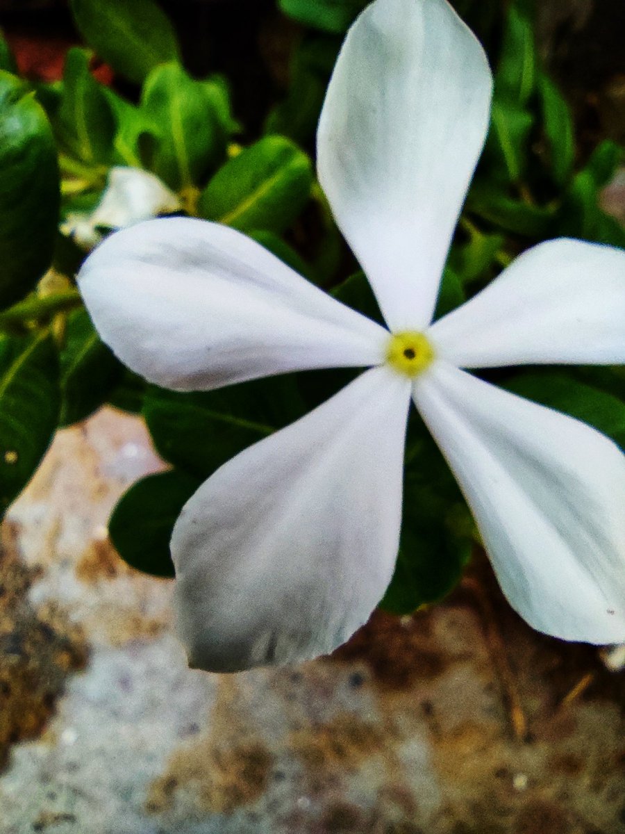 shivamsaini26's tweet photo. #bloom #f4follow #likesforfollow #followback #amazing #likes #prilaga #photooftheday #f4fb #f4f #f4ff #fun #beautiful #20likes #follow4follow #likesforlike #summer #plants #like4likes https://t.co/k8ZJopKQ5C