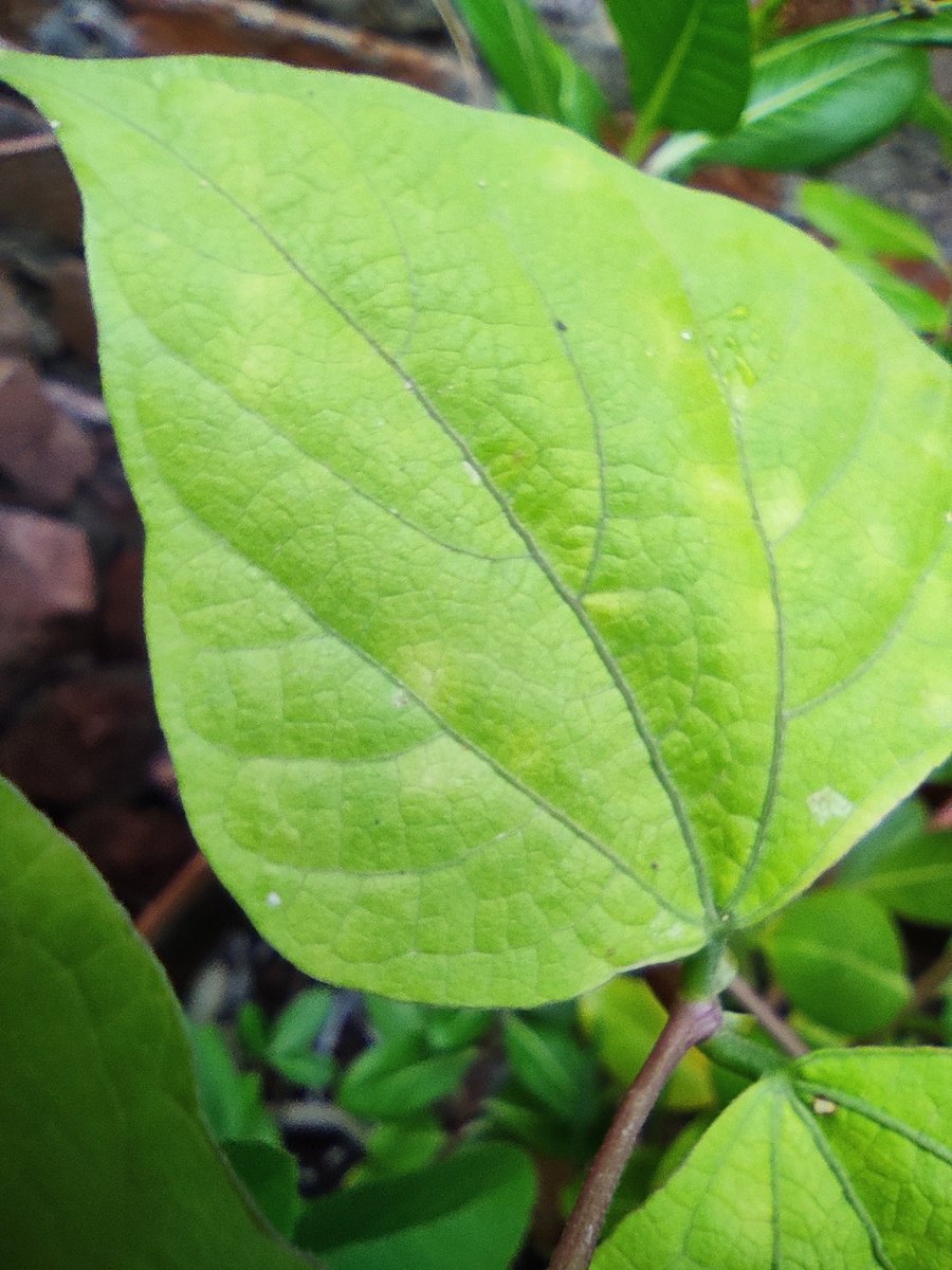 shivamsaini26's tweet photo. #bloom #f4follow #likesforfollow #followback #amazing #likes #prilaga #photooftheday #f4fb #f4f #f4ff #fun #beautiful #20likes #follow4follow #likesforlike #summer #plants #like4likes https://t.co/k8ZJopKQ5C