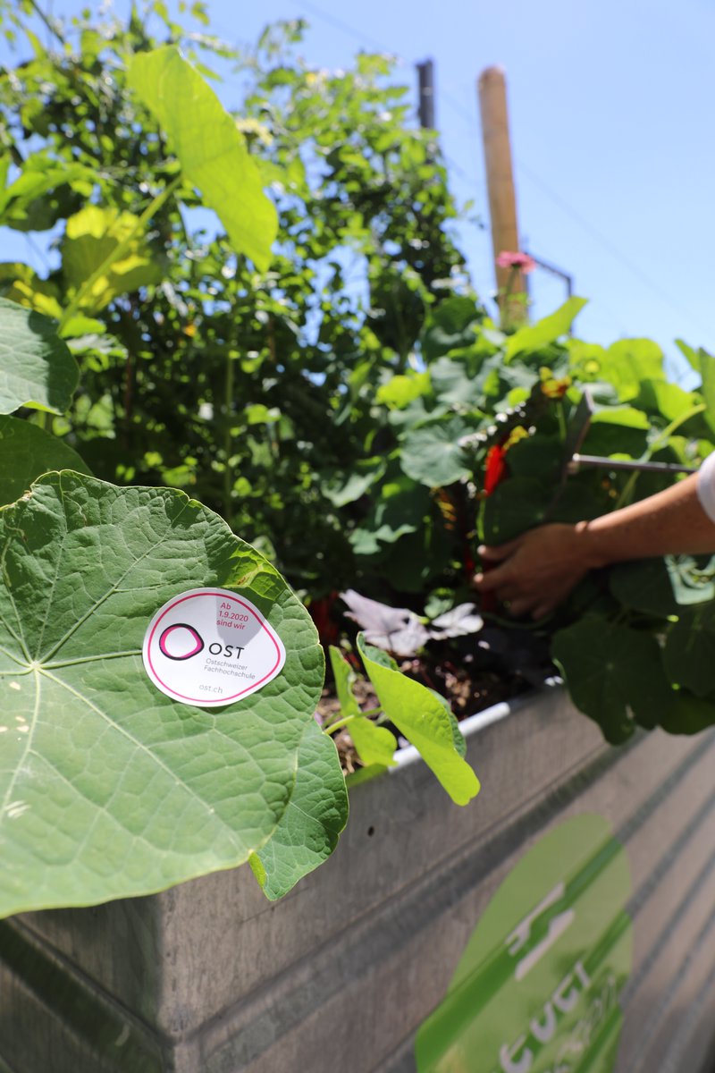 Unser Hochbeet ist zwar nicht auf einem OSTbalkon platziert und es blühen auch keine OSTerglocken. Dennoch bietet das Hochbeet auf dem Vorplatz des FHZ St. Gallen ein einmaliges mediterranes Flair, wie man es nur in der OSTschweiz finden kann. 🌞

#wirsindost #ost #september2020