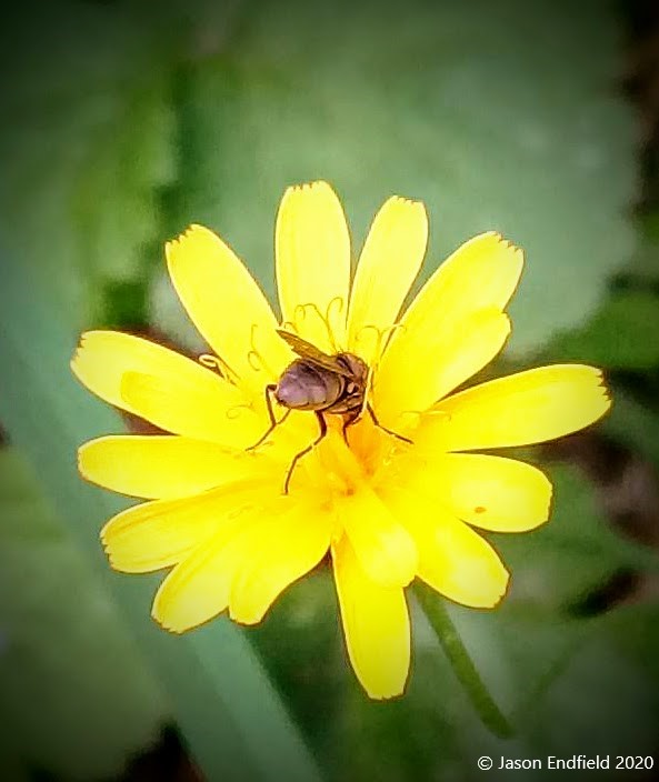 Enjoying a meal.
🪰🌼
#nature #naturephotography #photooftheday #naturelovers #picoftheday #flowers #wildlife #summer #bugs #insect #insectconservation