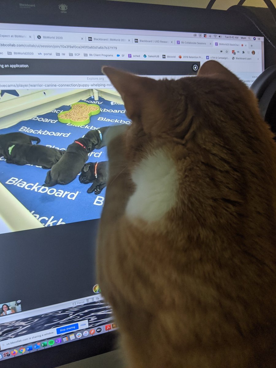 Kitten got distracted by the puppies.... OK... So did I!!! #bbworld20 #educatorlounge #