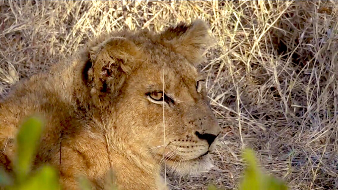 IsaBe11940's tweet image. The cutest thing in the world .” #wildearth #lioncub
