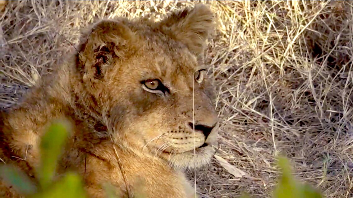 IsaBe11940's tweet image. The cutest thing in the world .” #wildearth #lioncub