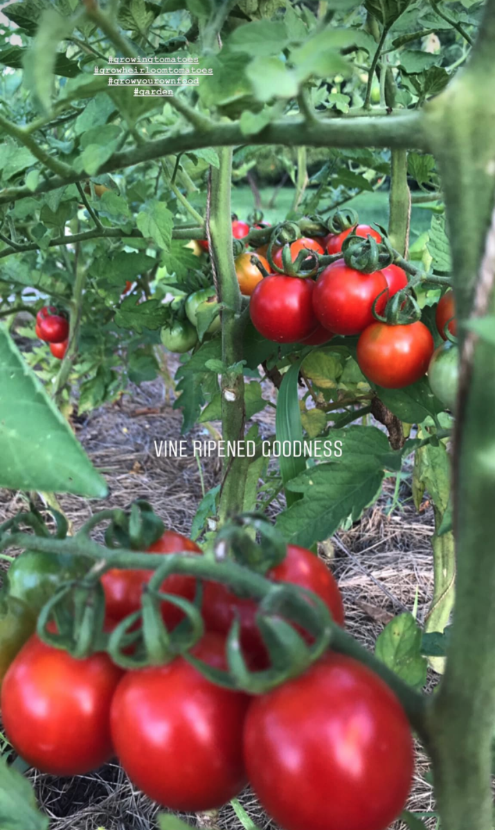MexicanApron's tweet photo. I'll show you mine if you show me yours. /cc @angrybrad 😋 🍅 #tomatoes #growingtomatoes #growingheirlooms #gardening #growyourownfood https://t.co/7zYYEdq5hC