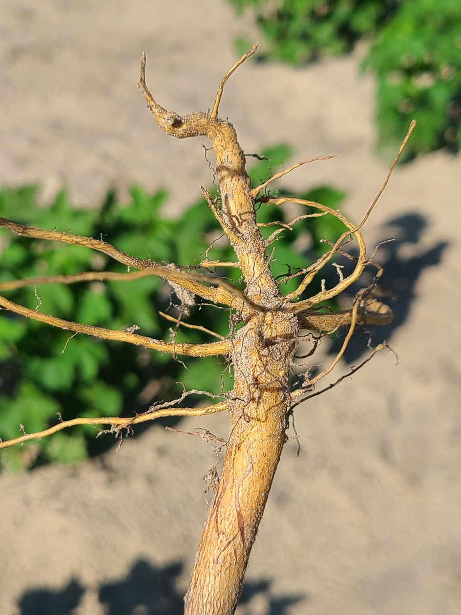 FieldCropsPathology tweet media