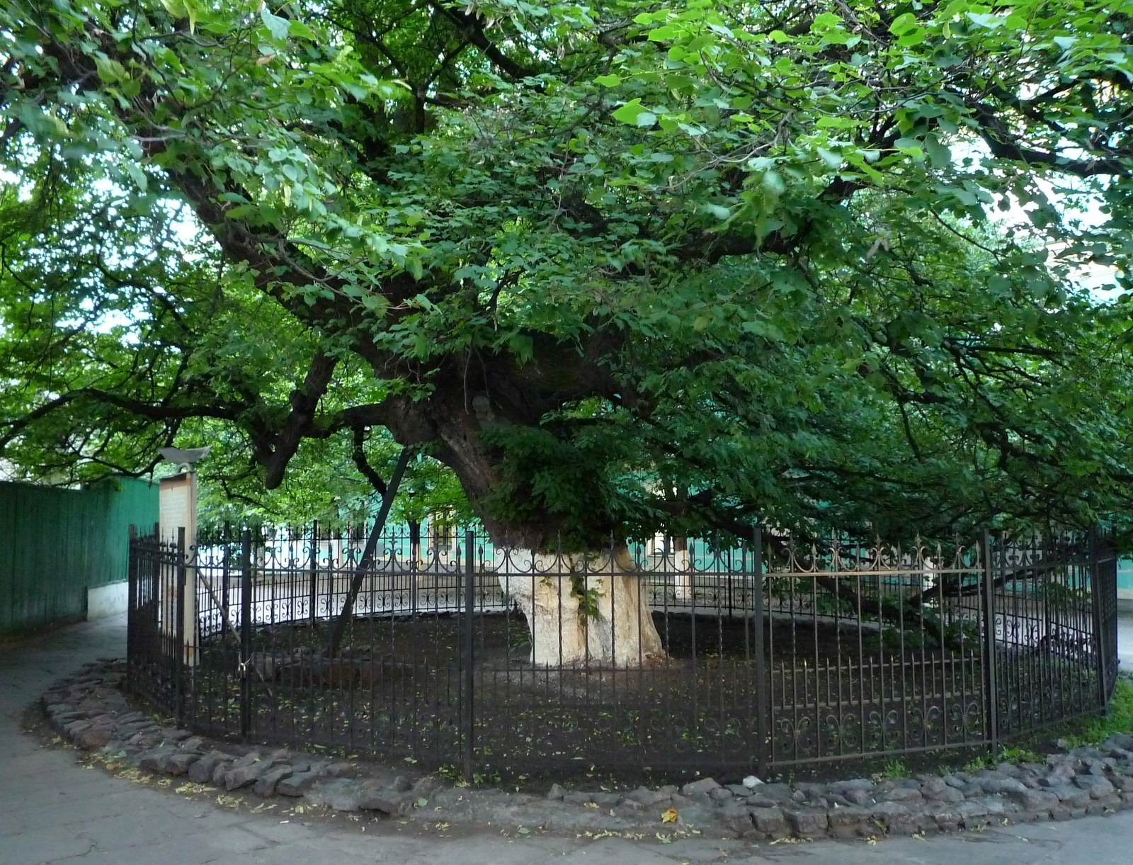 Липа Петра могилы