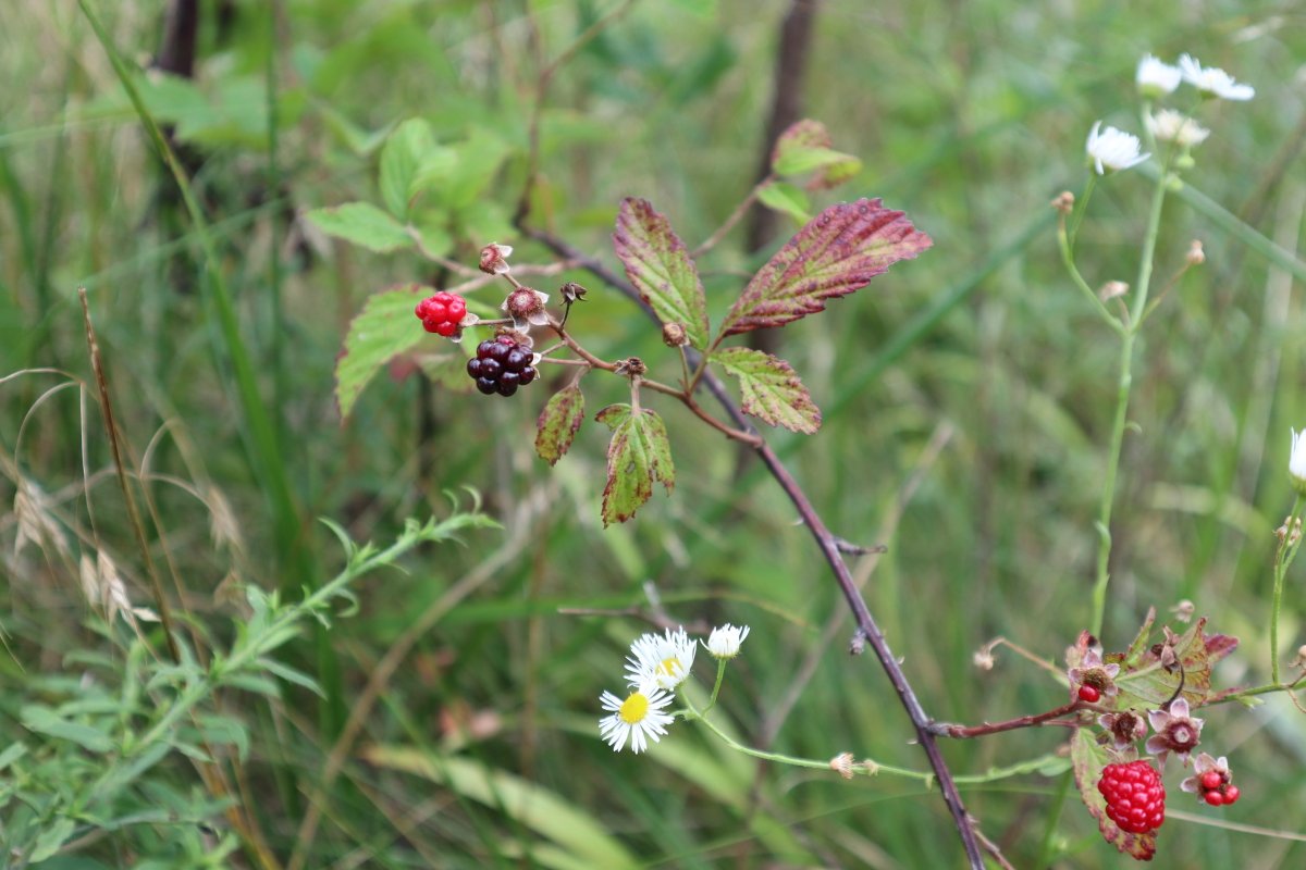 cwshumate's tweet photo. Wild Kentucky Blackberries!
#kentucky #blackberries #cwshumate #shumate #jessaminecounty #nature https://t.co/XJcQVA98kP https://t.co/KWYDEKwb1D