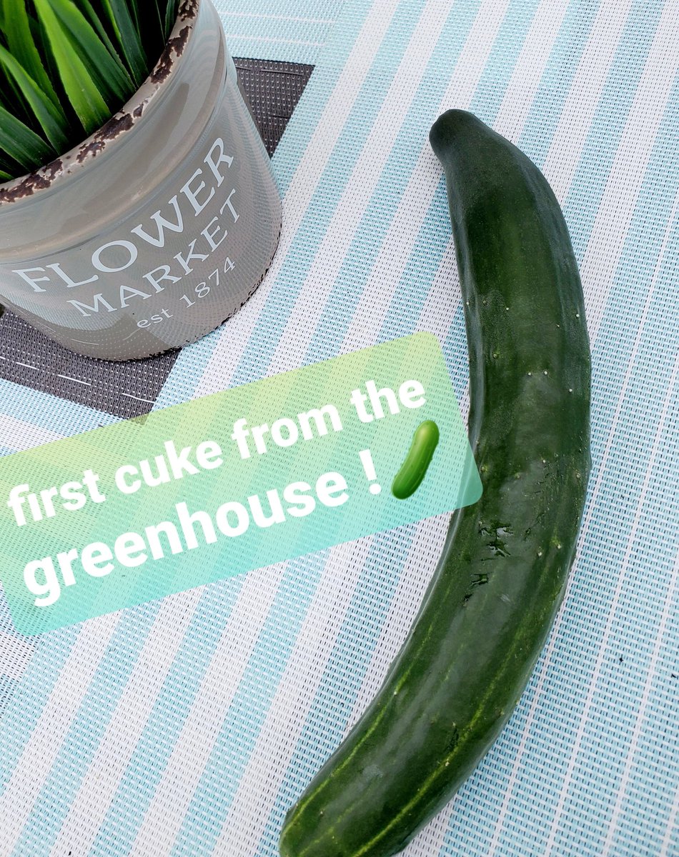 First #cucumber from the greenhouse & #basil and #tomatoes are loving the heat ! #veggiegardening getting my #nature moment in while watering