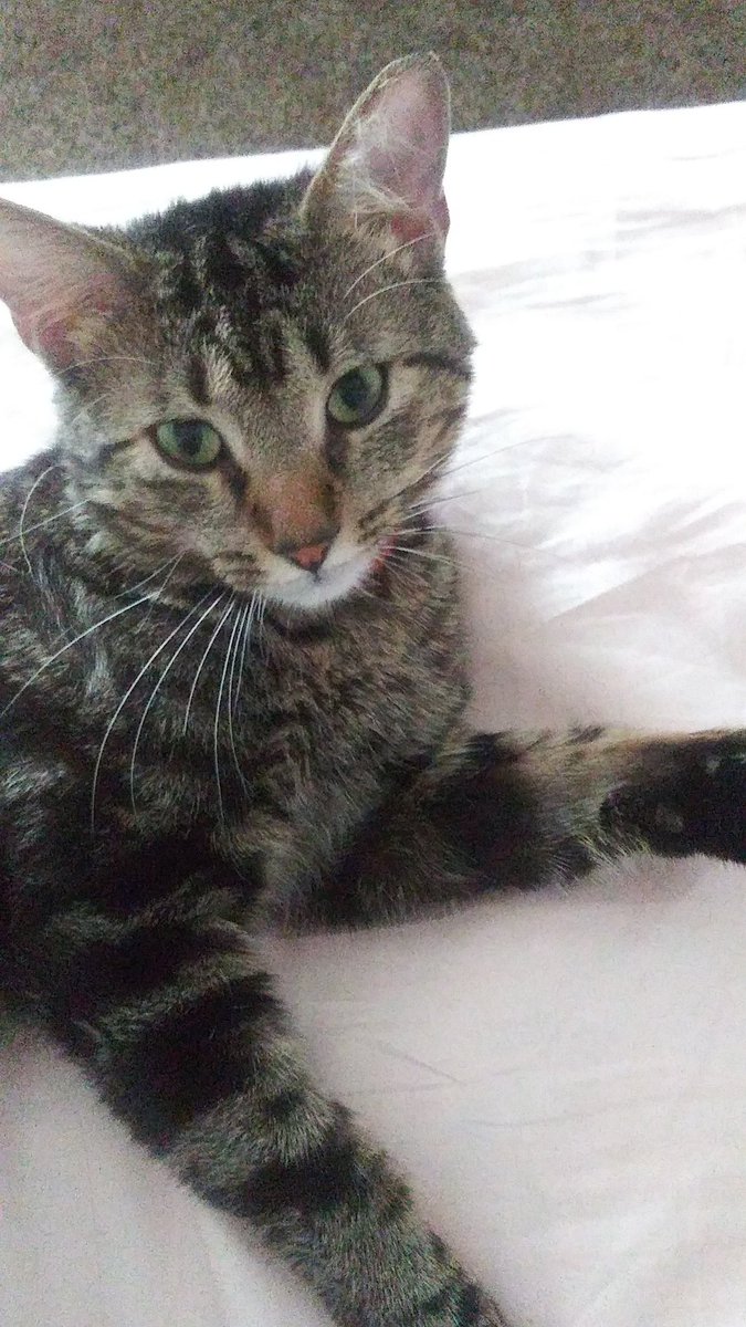 DemonBxbes's tweet photo. ❥ggggg hangover plz post ur aminals https://t.co/Wgrg1GPiCr