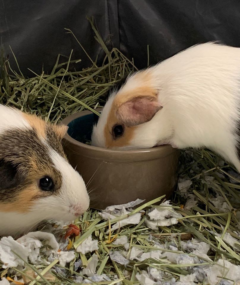 petsuppliesplus's tweet photo. Another Tuesday Twosday! We all know two is better than one, but who else caved and just had to take home both of the siblings!!! #petsuppliesplus #minusthehassle #siblinglove #twoisbetterthanone #partyoftwo #mustlovepets
Photo Credit: @michelleloskern https://t.co/l5KYY6Bu17