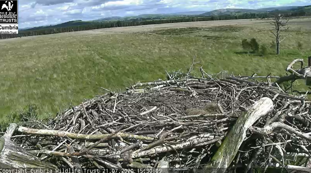 Foulshaw Ospreys tweet media
