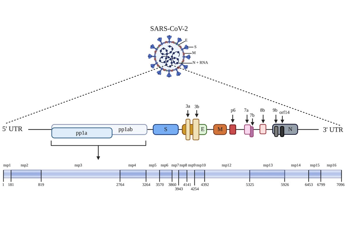 FaleevaMaria's tweet photo. Recently finished this #fiverr order detailing the gene map of SARS-CoV-2! Hope everybody is keeping safe and well :) #scientificdiagram #COVID19 #genemapping https://t.co/i7CHvnWka0