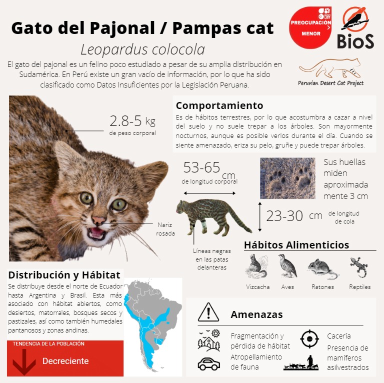 alvaro_garcia_o's tweet photo. Two infographics about the #pampascat and #puma, made by the volunteers of the NGO #BioSperu, @SilvanaAlcarazP &amp; PriscillaMarleet. Check it out (in Spanish). #cougar #smallwildcat https://t.co/5AsRXOqz7V