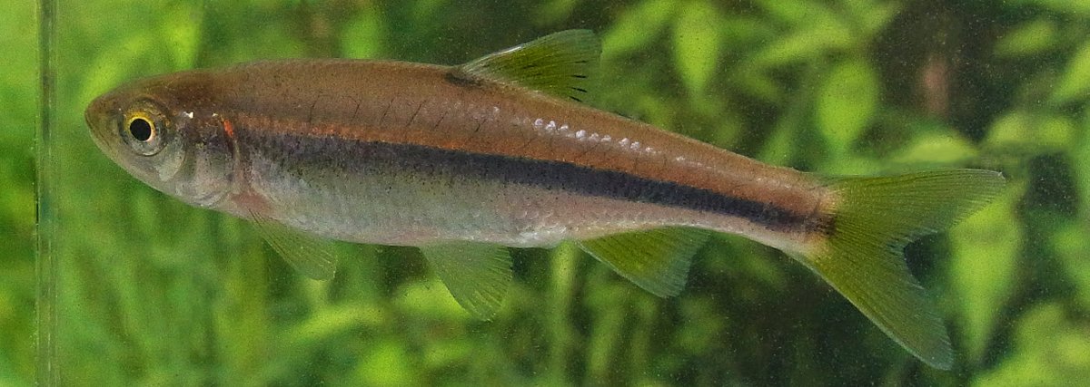Rhodeus در توییتر カワムツ Candidia Nipponocypris Temminckii スズキの若魚と一緒に泳いでいた 純淡水魚のカワムツ 属名にはcandidiaとnipponocyprisの ２つの考え方があるそうだ 元々candidiaはタイワンアカハラの属名で タイワンアカハラには極小さい口髭が