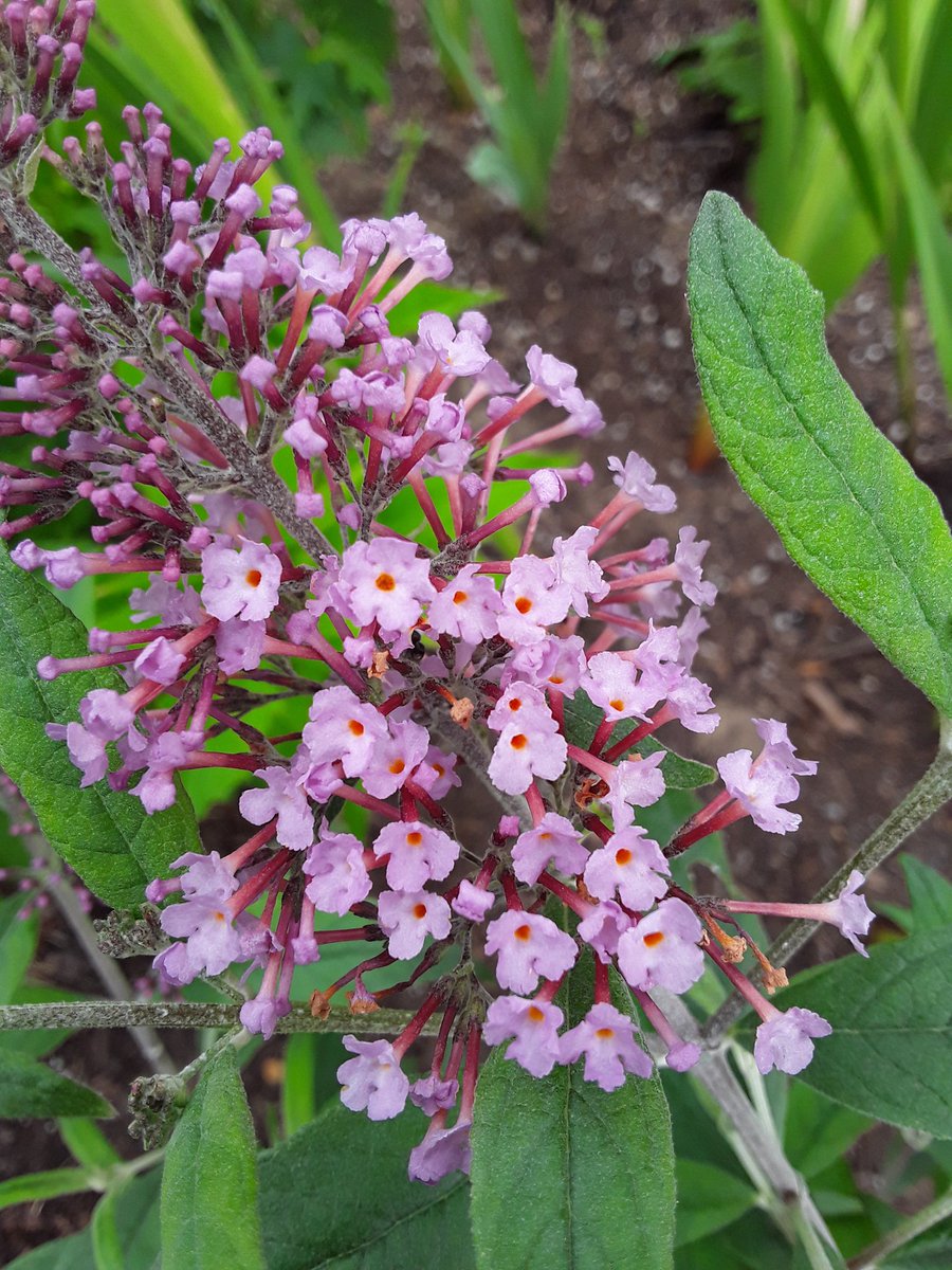 The air fresheners companies are really leaving money on the table by not having any buddleia scented items