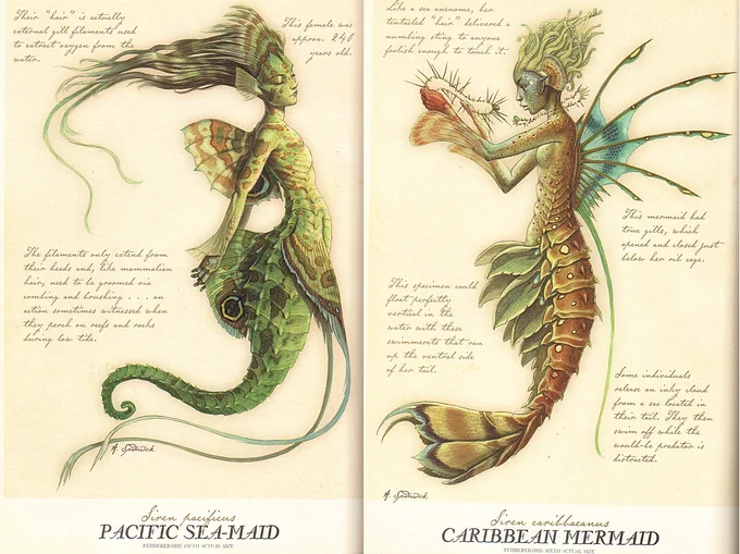 My favorite mermaid designs are by @TonyDiTerlizzi tho. I think about these two from Spiderwick often. Love the Caribbean merm in particular. The ideas in these are just so good! 