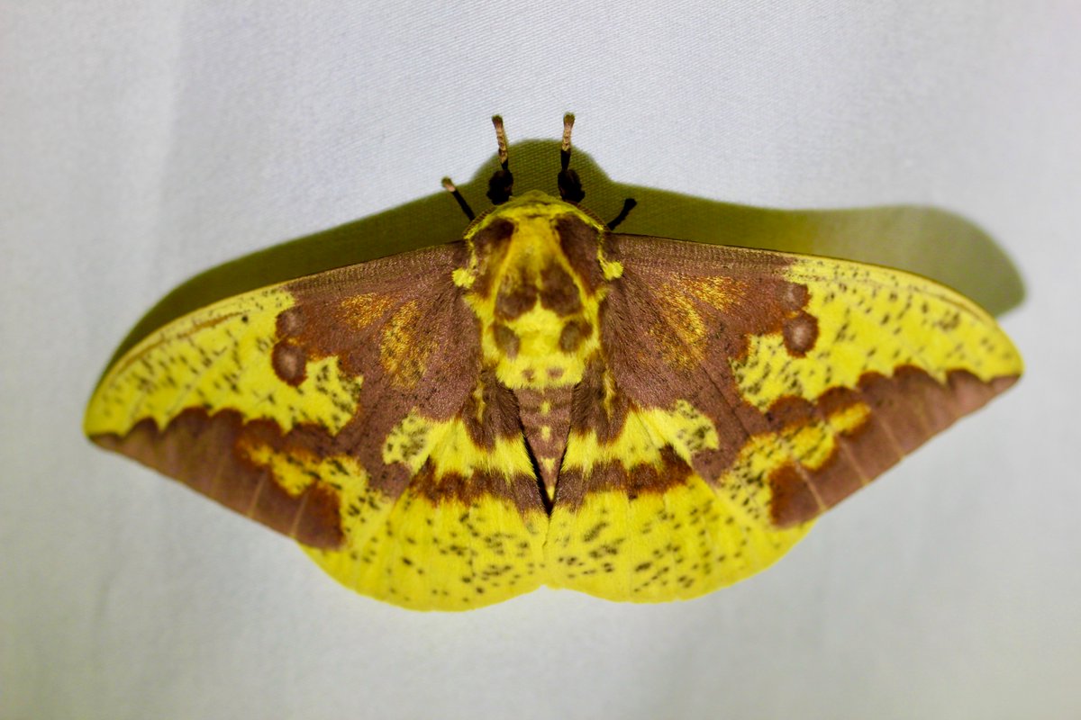 I AM REALLY EXCITED TO SHOW YOU ALL THE MOTHS FROM LAST NIGHT, so you ready for this next moth? Oh boy, ok, here we go. This is an Imperial Moth. I was like "Lol nice camo there, bud", but look at it against fallen leaves, and it all makes sense.