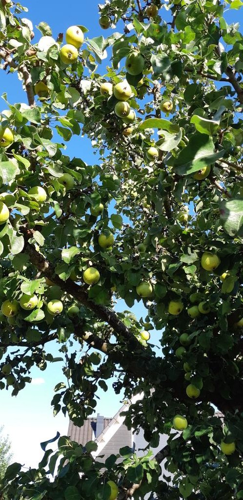 Mirjam Koedoot tweet media