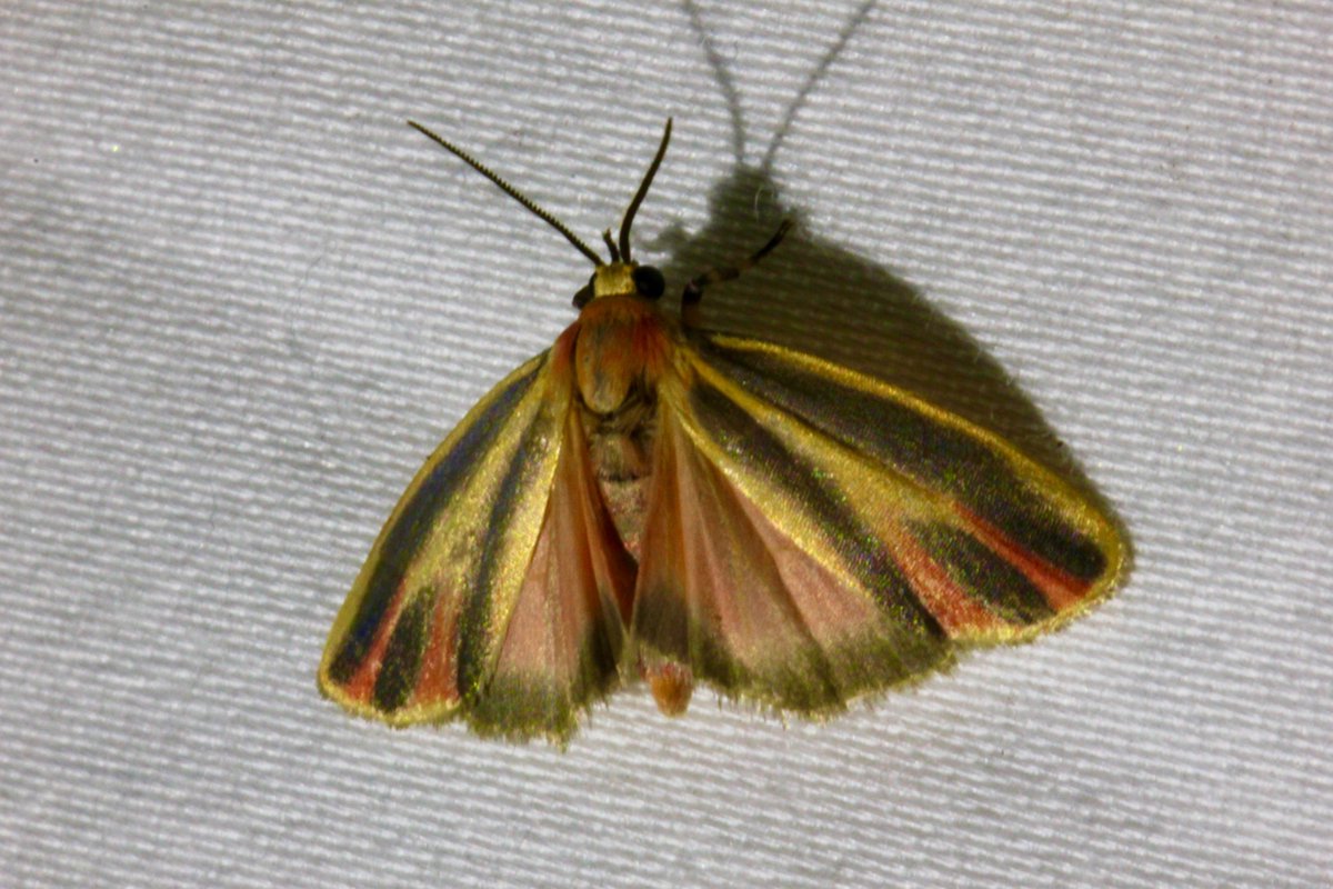 Ok this one is a Painted Lichen Moth, and here's an additional picture of this smokeshow with their wings spread out.  https://twitter.com/SarahMackAttack/status/1285467318047383558?s=20