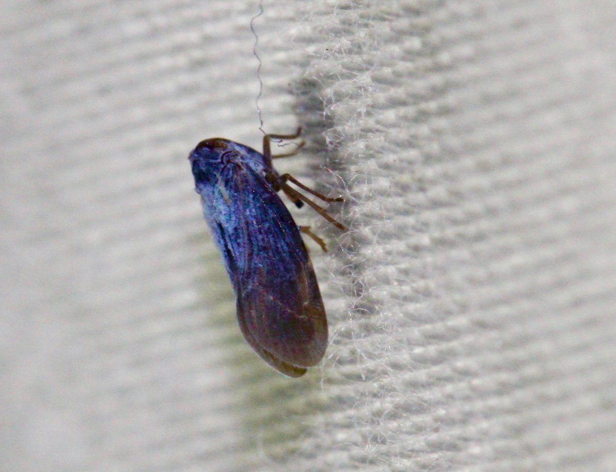 Alright this is not a moth, it's a Cedusa. What's a cedusa? You know...I have no clue. It's an insect though! They're a type of planthopper.What I DO know, is that I saw this thing and suddenly understood why people came up with fairies because holy crap SO BLUE.