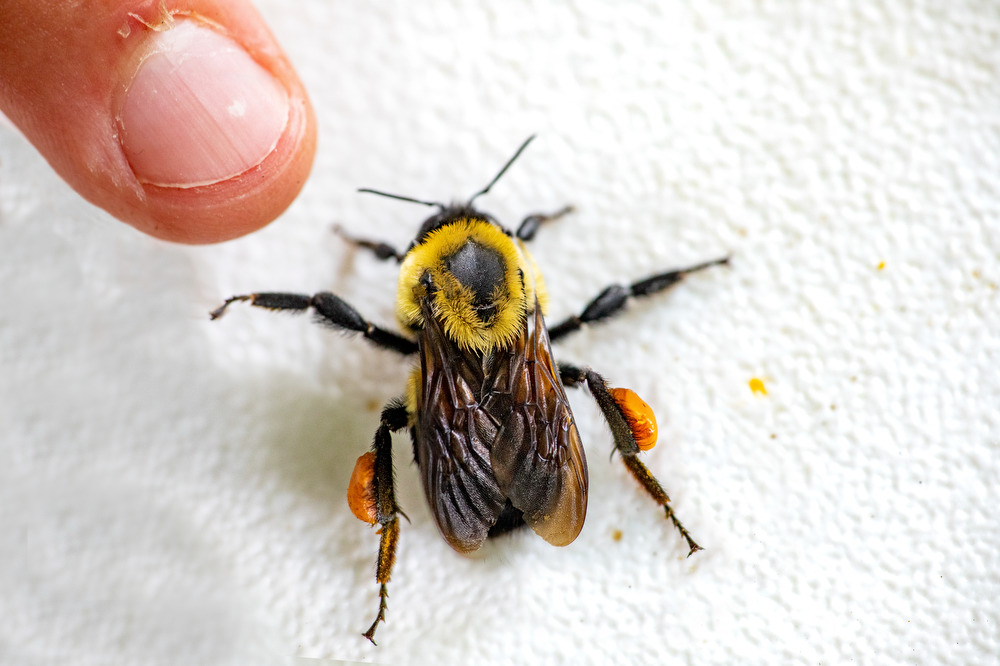 NewsAtIllinois's tweet photo. Chasing bumble bees with Tommy McElrath @monotomidae BEHIND THE SCENES in a restored prairie and remnant old-growth forest. https://t.co/TBJYycnwRj #ILLINOIS research. Photos by @FredZwicky McElrath and @LbrianS https://t.co/jQoR1Epoit