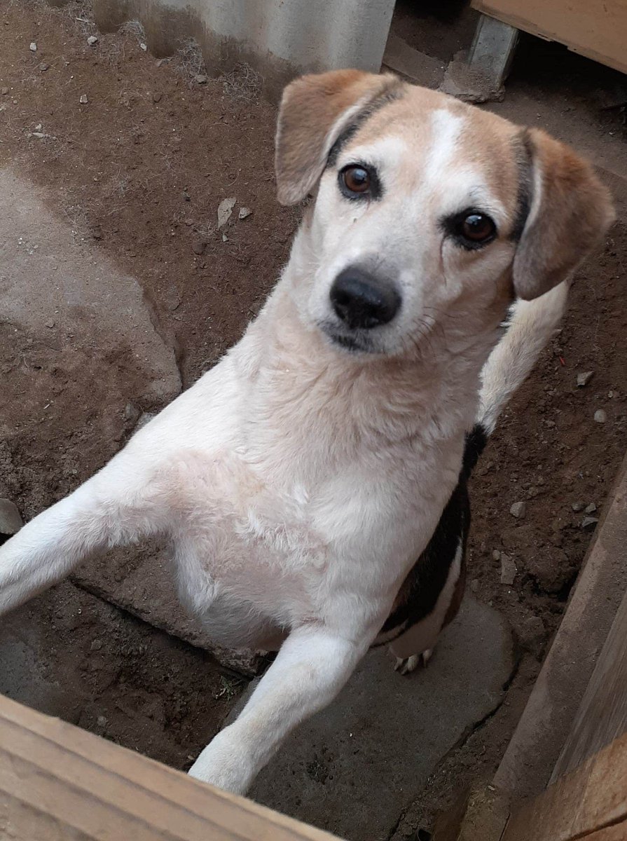 𝓖𝓻𝓪𝓬𝓲𝓮𝓵𝓪_𝓖 ✨ 💖✨ (@graciela_g) on Twitter photo #DiaDelPerro Ella es la esquizofrénica Milú,la botaron porque no es de raza, campeona de la destrucción, le pones un vestido y no alcanzas a sacarle 📸 antes lo destruye, hay que darle comida a las 7 am y 6pm en punto si no despierta a todo el barrio <a href="/mda_matinal/">El Matinal De Antofagasta</a> #DiaDelPerro Ella es la esquizofrénica Milú,la botaron porque no es de raza, campeona de la destrucción, le pones un vestido y no alcanzas a sacarle 📸 antes lo destruye, hay que darle comida a las 7 am y 6pm en punto si no despierta a todo el barrio <a href="/mda_matinal/">El Matinal De Antofagasta</a>