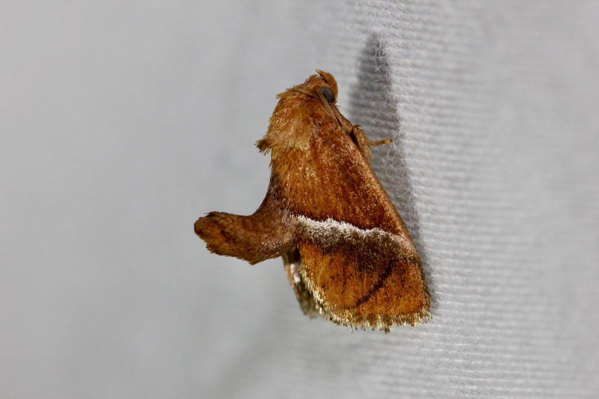 I saw a bunch of these last night and loved every one of them- LOOK AT THAT BUTT! I love it!!! This is called the Yellow-shouldered slug moth.