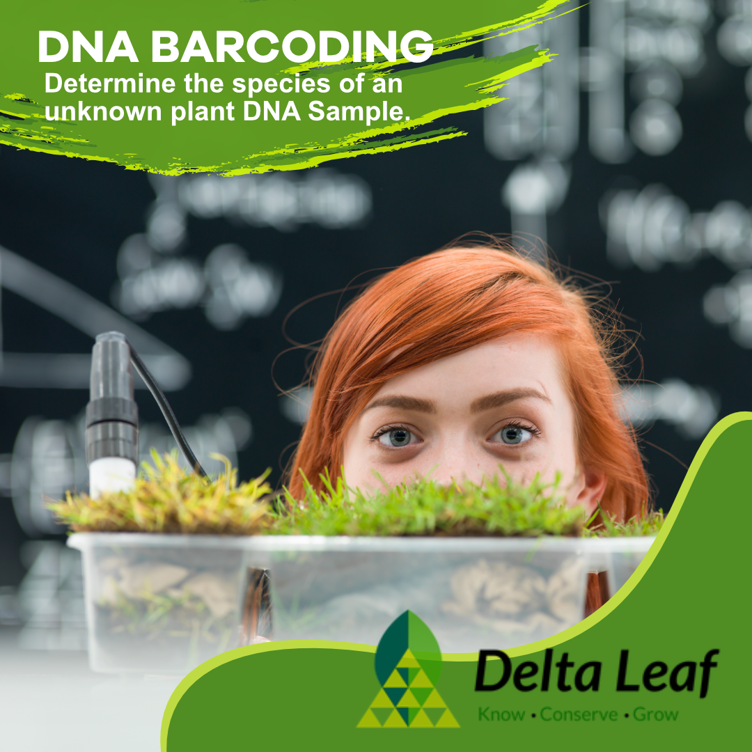 DeltaLeafLabs's tweet photo. Interested in getting to know your plants better? With DNA Barcoding, we can determine the species of your unknown plants so that you can get to know them on a more personal level. 🔬🌿
#deltaleaf #knowconservegrow #biotechnology #plantspeciesidentification #dnabarcoding https://t.co/yyNzdNYFG9