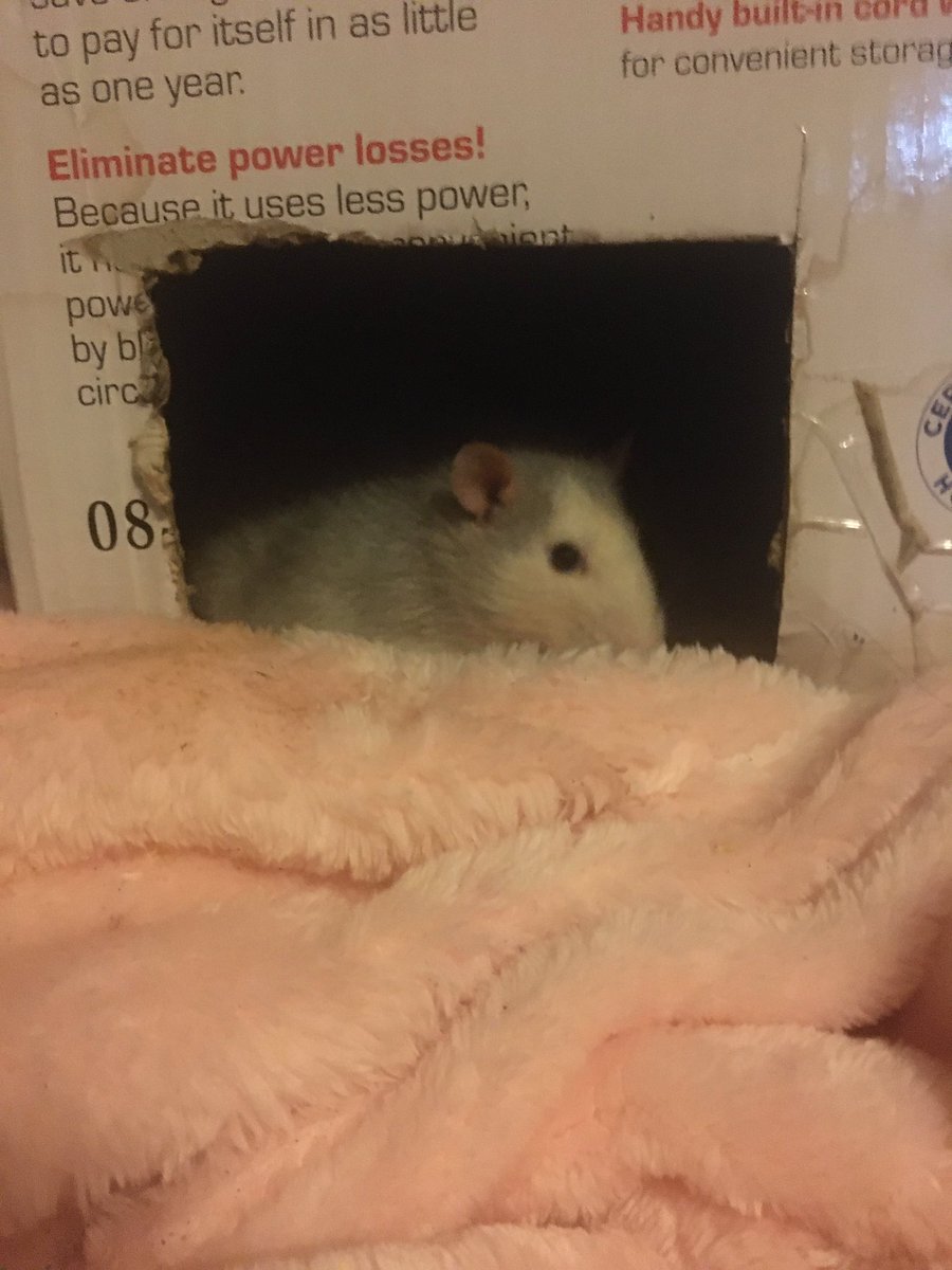 Blue the rat tweet media