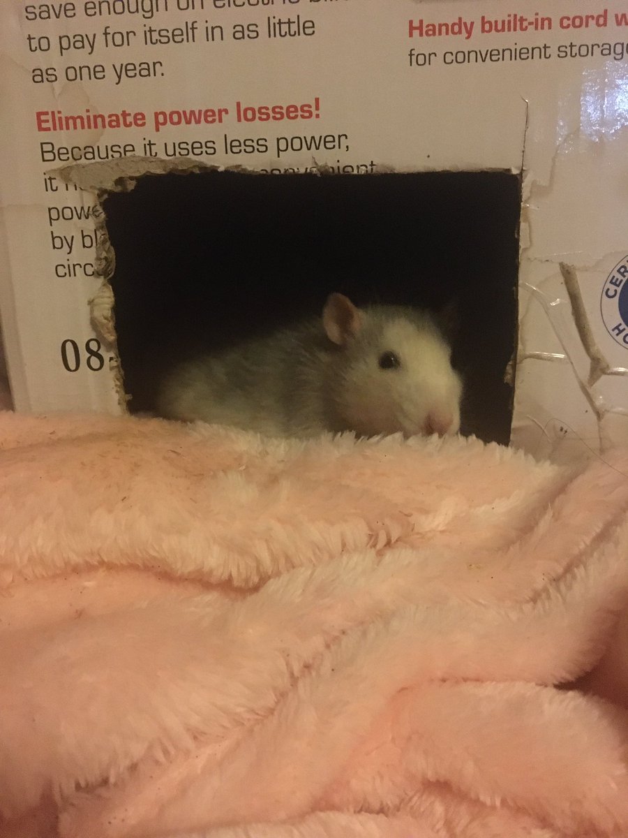 Blue the rat tweet media