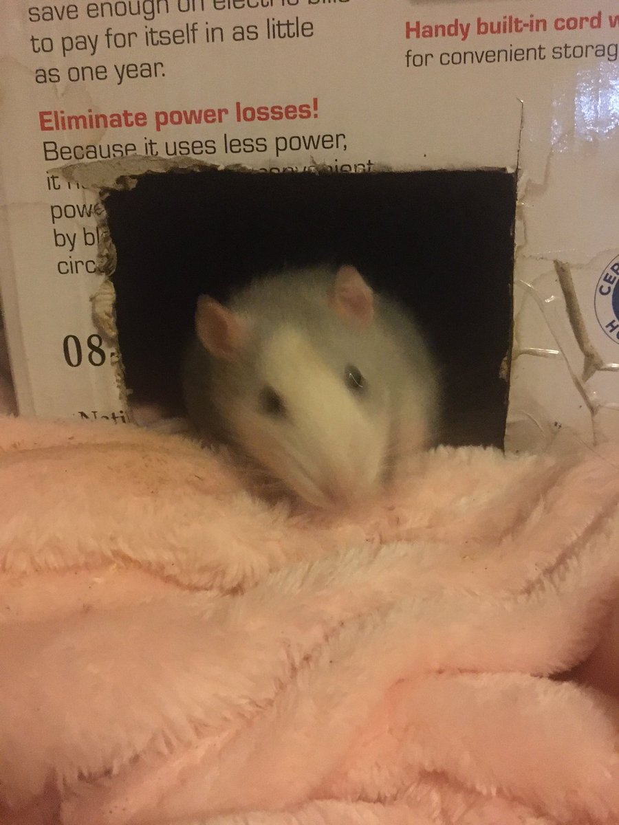 Blue the rat tweet media