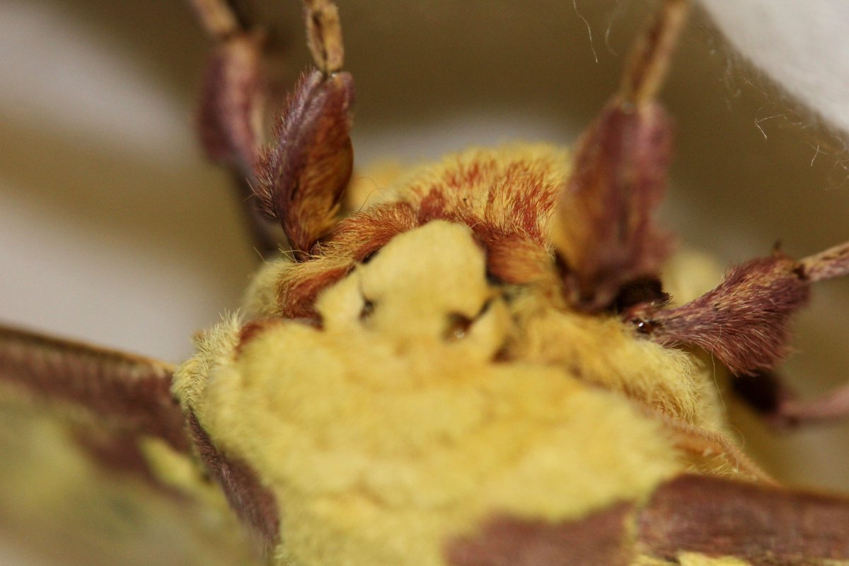 Ok this is the same Imperial Moth from before but look at that fluffy face and chest! You deserved a closer look.I want to pet the fluffy friends, but I feel like petting a moth can't be good for them. Love those maroon chest highlights though. Wow.