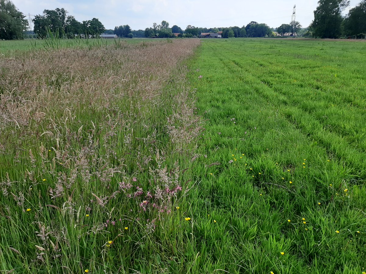 ProvUtrecht's tweet photo. Je kunt vanaf nu (tot zondag 13 september 2020) je belangstelling voor het #pachten van gronden in 2021 weer kenbaar maken! Meer info https://t.co/qdxR80G7cl #pacht #natuur #landbouw #water #agrariër #boeren #pacht https://t.co/kmO5ov78iK