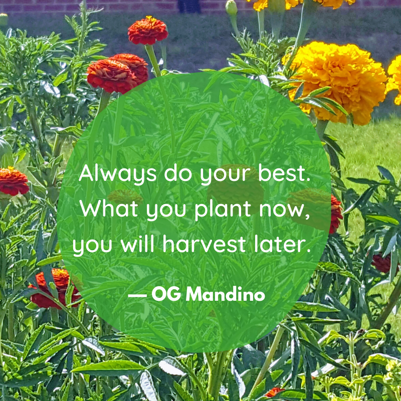 What beauty can you plant in yourself today to show in your life tomorrow? 
~
~
~
~
#beautyinbeautyout #selfcare #lovelyflowers