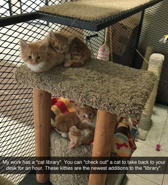 sheikhimaan's tweet photo. can we have cat libraries while we wait for therapy to become affordable/free https://t.co/jeFajQxo4k